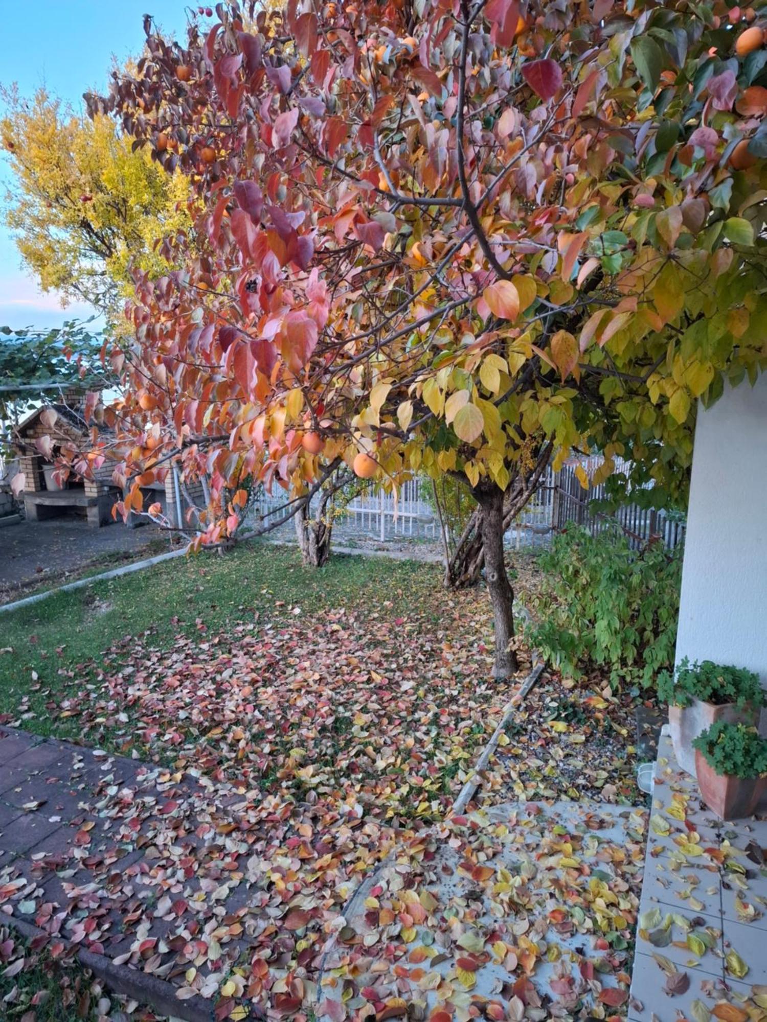 Apartments Villa Boris オフリド エクステリア 写真